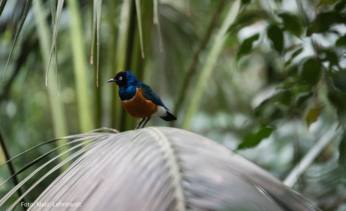 Ein blauer und orangefarbener Vogel sitzt auf einem Palmblatt in der Biosphäre Potsdam.