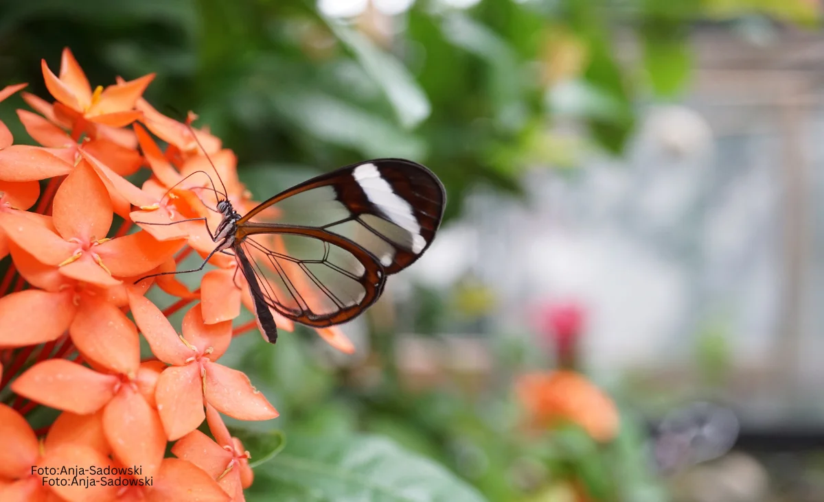 Ein Schmetterling mit schwarz-weißen Flügeln sitzt auf orangefarbenen Blumen in der Biosphäre.
