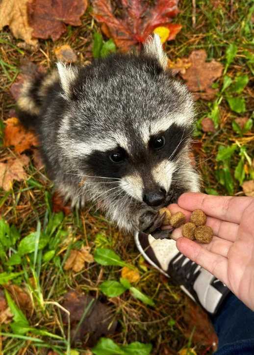 Nahaufnahme eines Waschbären, der aus einer Hand Tierfutter in Kugelform frisst, umgeben von Laub und Gras