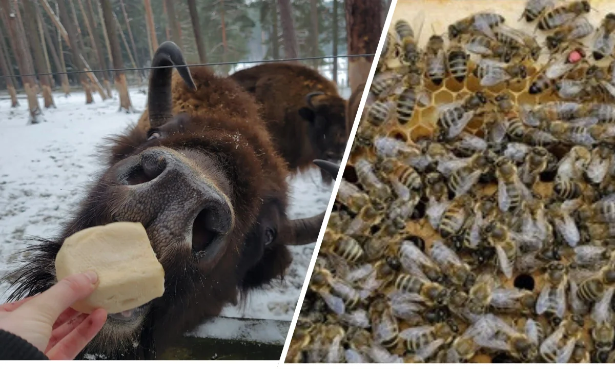 Zwei Bilder: ein Bison in der Natur und eine Gruppe von Bienen