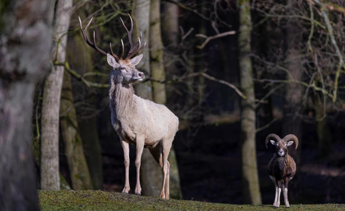 Ein Widder und ein Reh stehen im Wald, umgeben von Bäumen und natürlicher Vegetation.