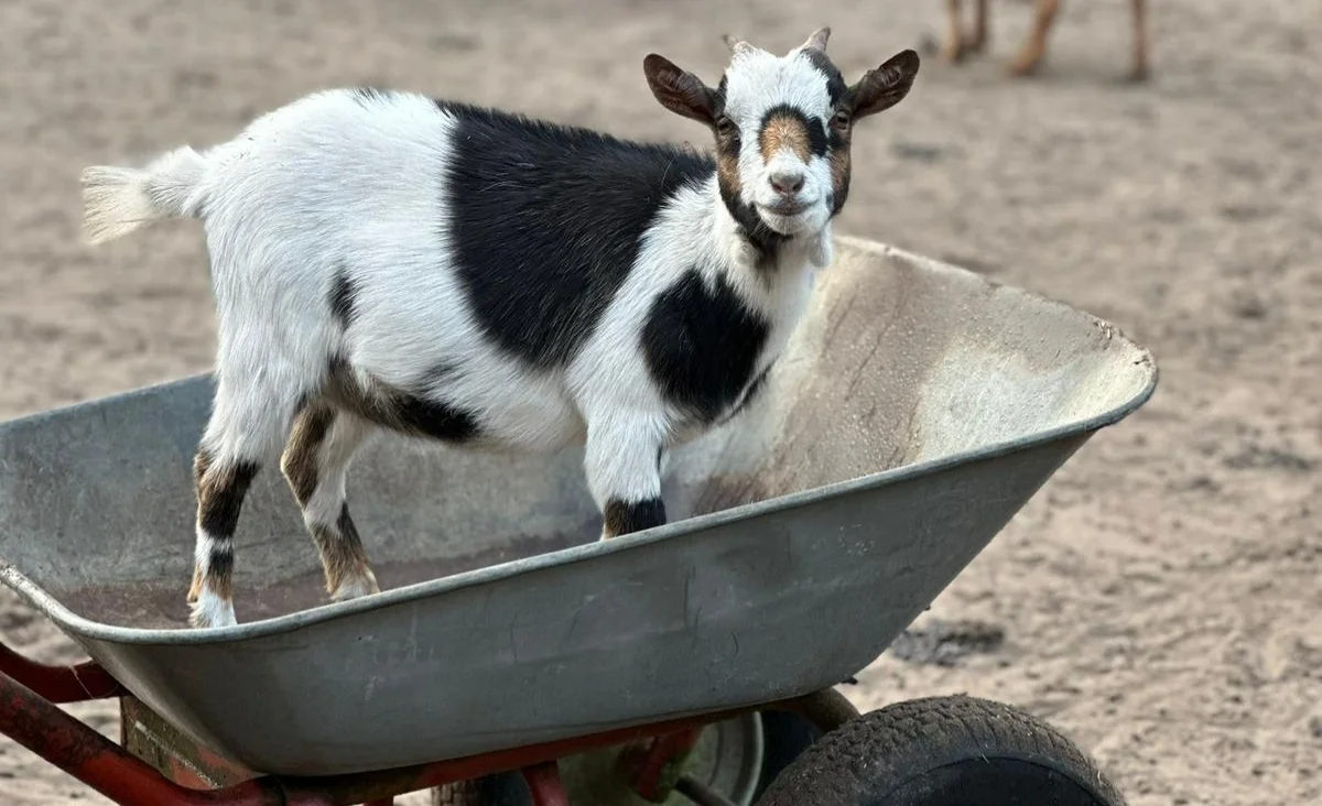 Eine Ziege sitzt in einer Schubkarre und schaut neugierig in die Kamera.