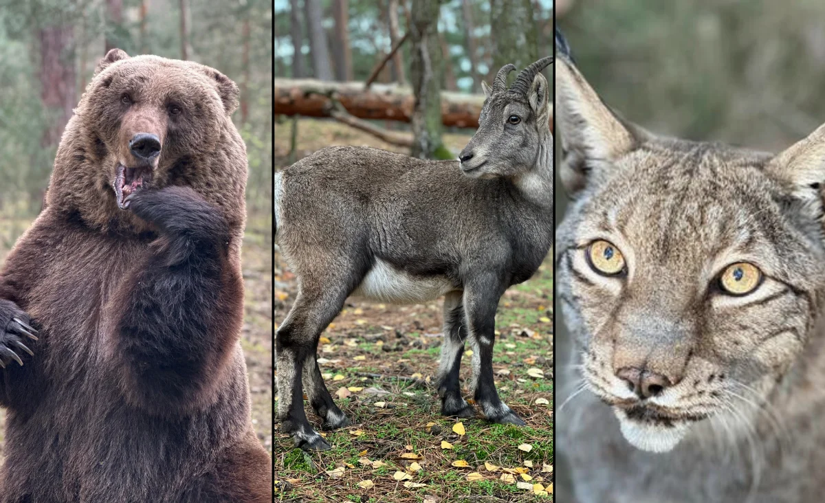 Bilder von Tieren in der Wildnis: ein Bär, eine Ziege, ein Luchs