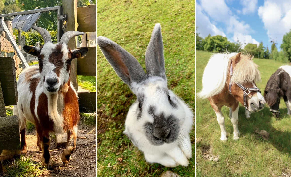 Eine Bildercollage aus verschiedenen Tieren wie Pony, Kaninchen und Ziege im Wurzelrudis Erlebniswelt.